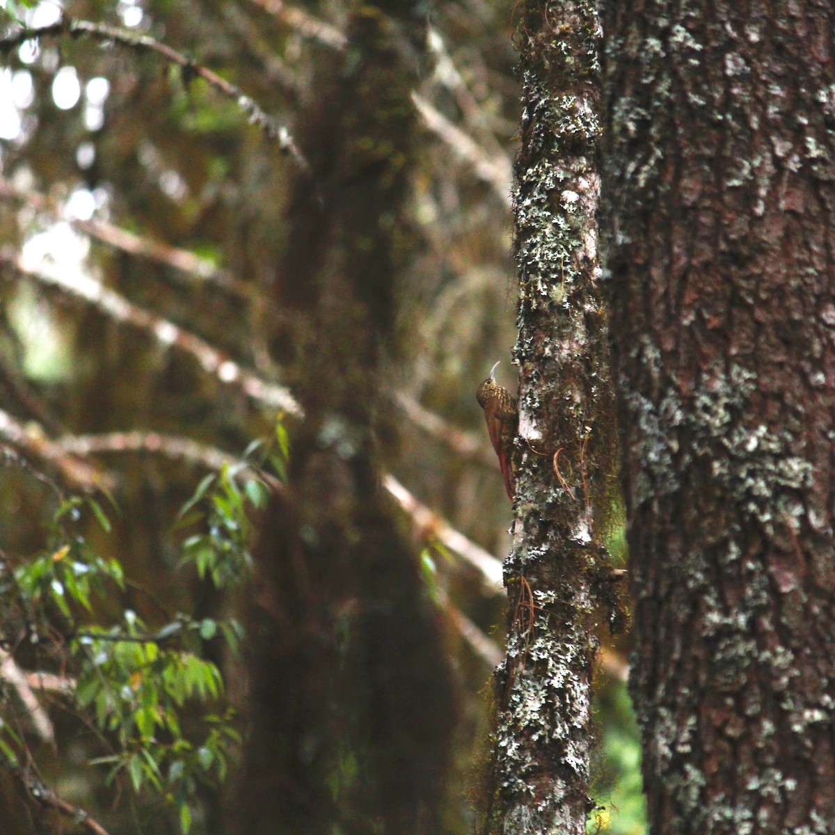 Spot-crowned Woodcreeper - ML617009936
