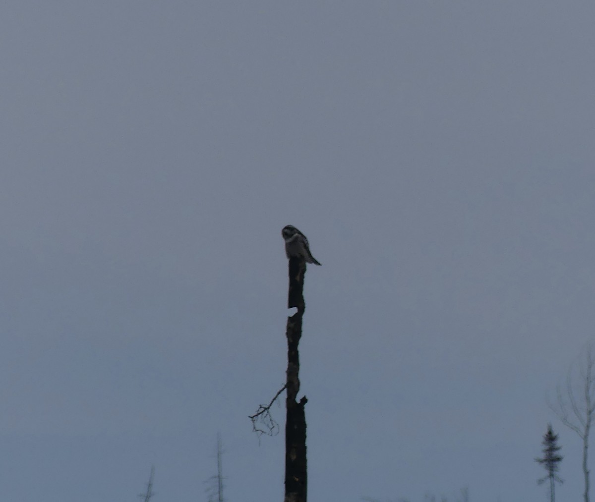 Northern Hawk Owl - ML617009950