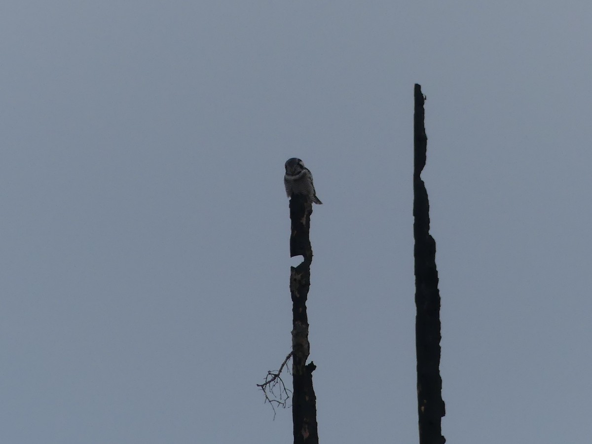 Northern Hawk Owl - T A