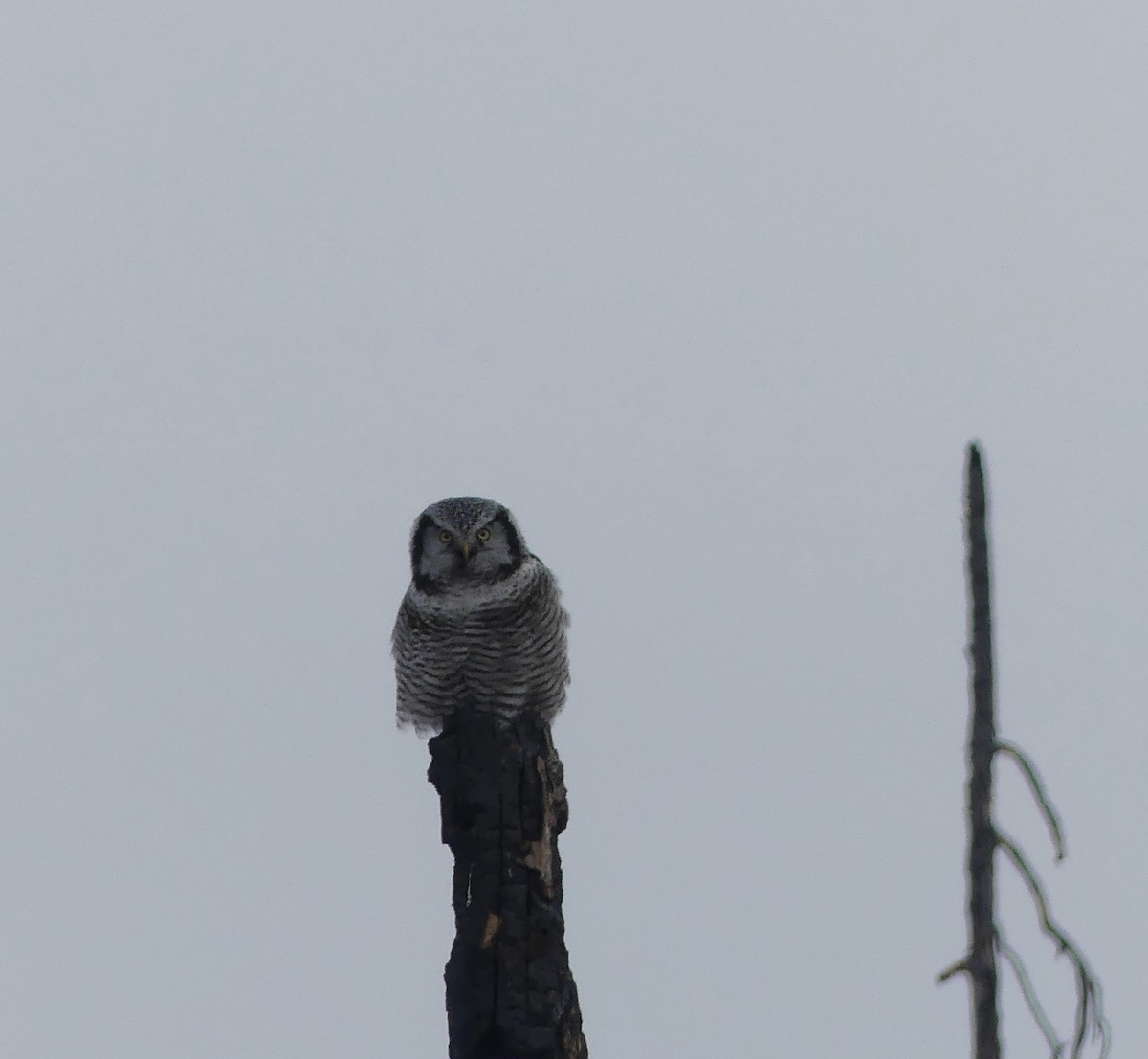 Northern Hawk Owl - T A