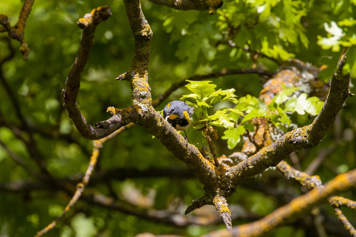Yellow-rumped Warbler (Audubon's) - ML617009977