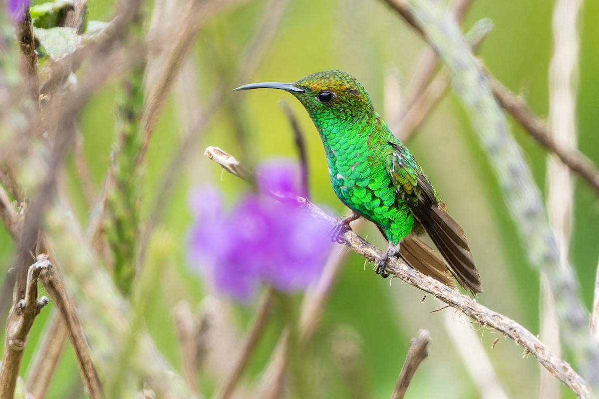 kolibřík měděnohlavý - ML617010100