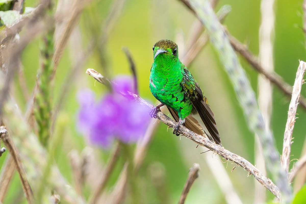 kolibřík měděnohlavý - ML617010101