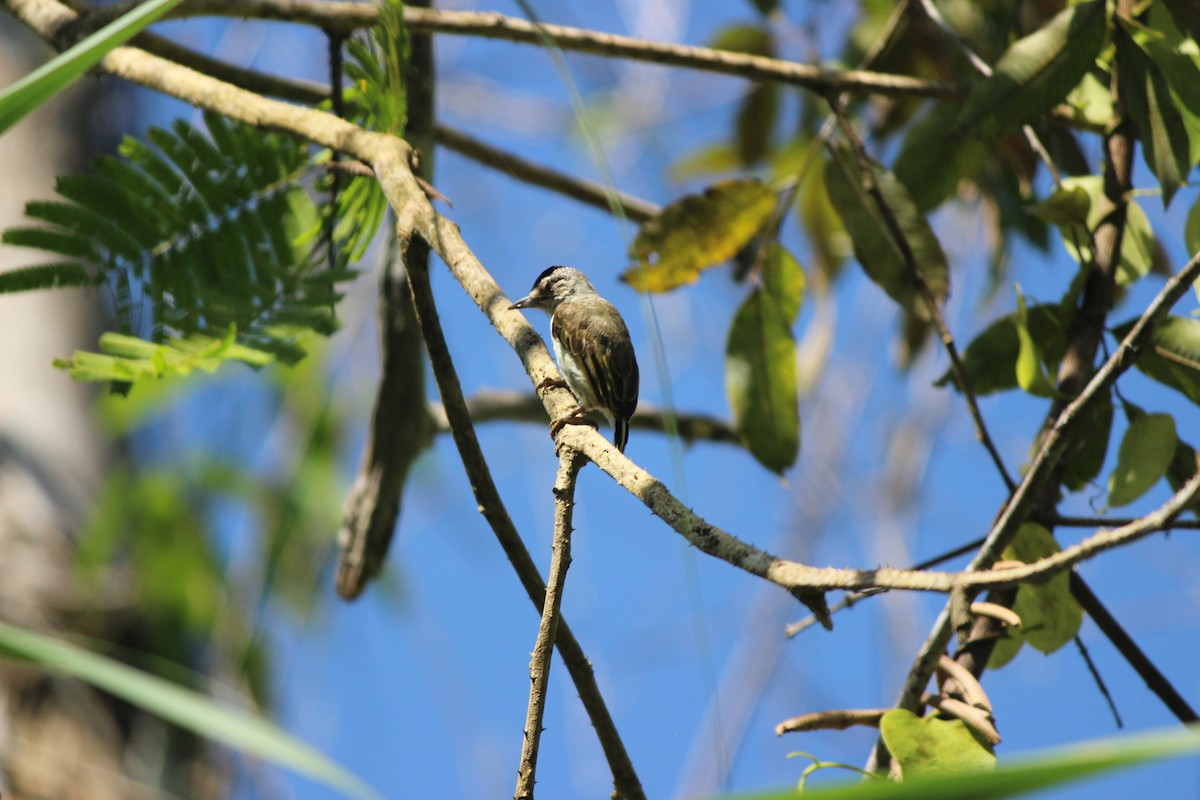 Plain-breasted Piculet - ML617010139