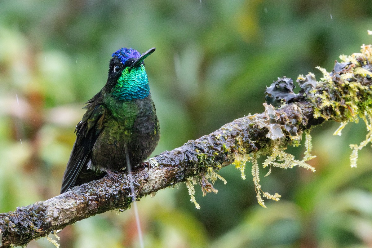Talamanca Hummingbird - Tom Blevins