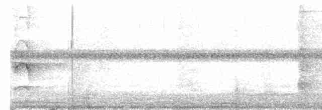 Антильский тиранн - ML617010171