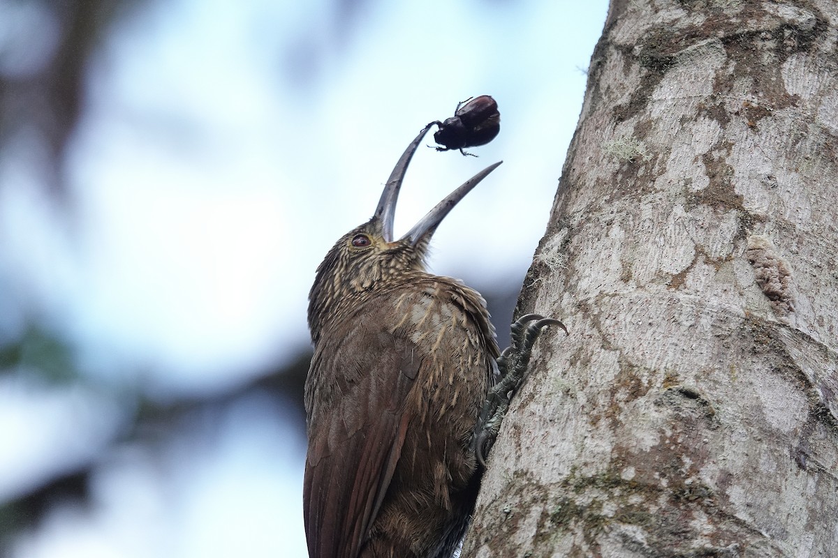 Strong-billed Woodcreeper - ML617010178