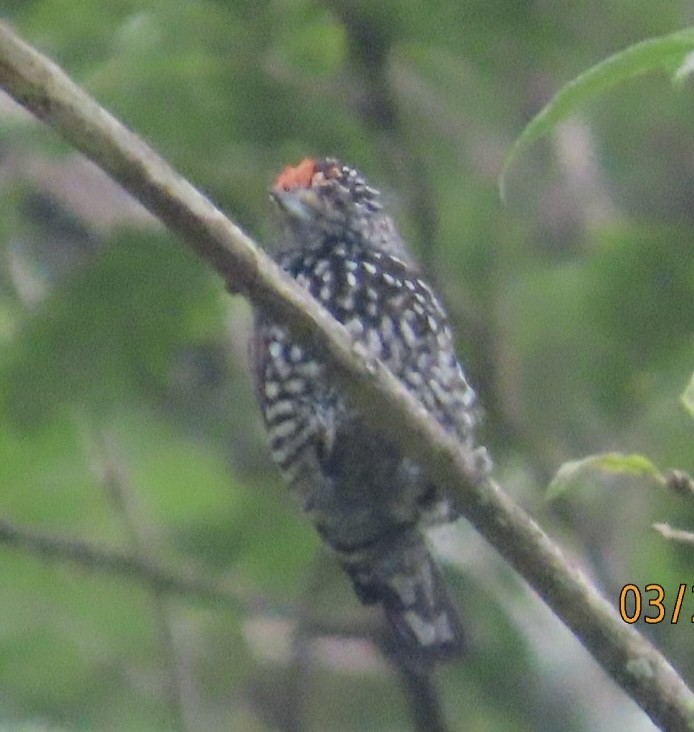 Speckle-chested Piculet - ML617010215