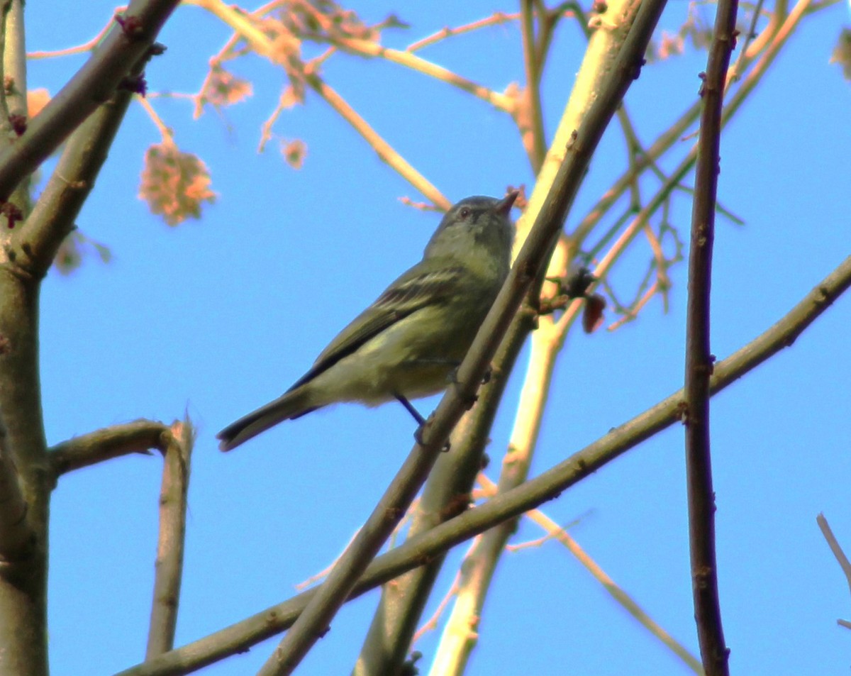 White-fronted Tyrannulet - ML617010270