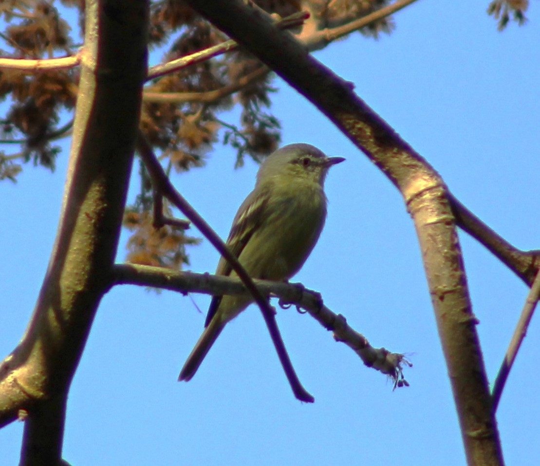 White-fronted Tyrannulet - ML617010284