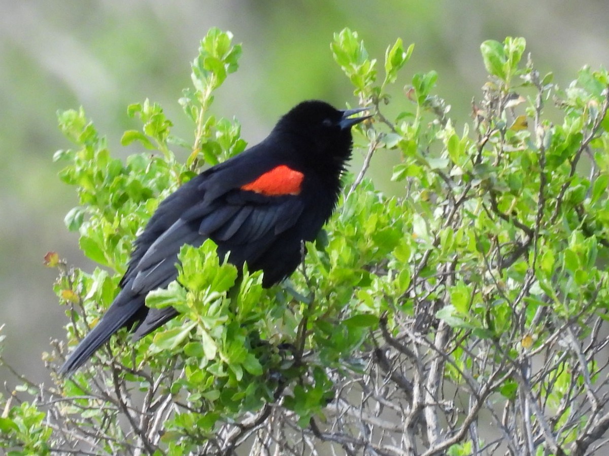 Red-winged Blackbird - Patti Northam