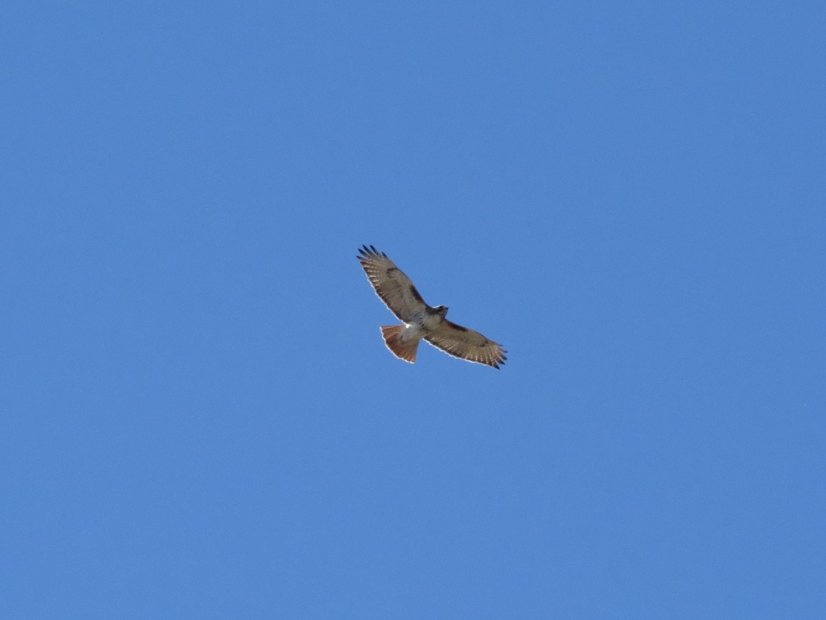 Red-tailed Hawk - ML617010365