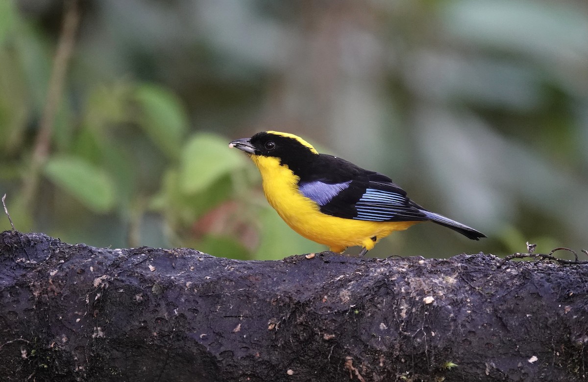 Blue-winged Mountain Tanager - ML617010429