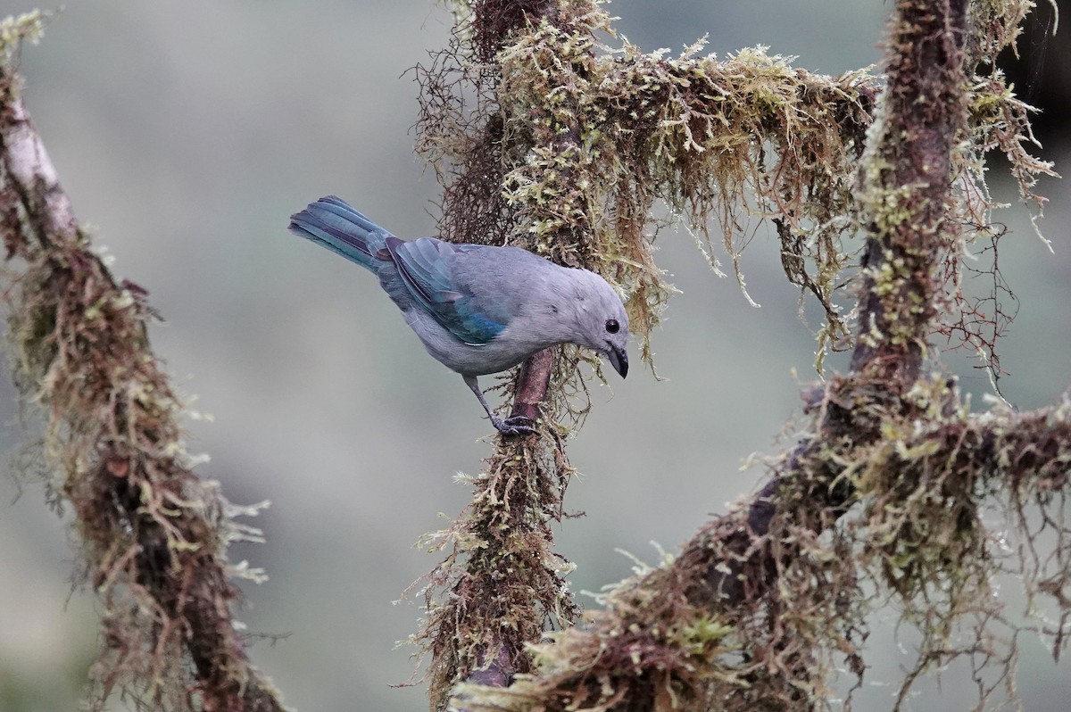 Blue-gray Tanager - ML617010480