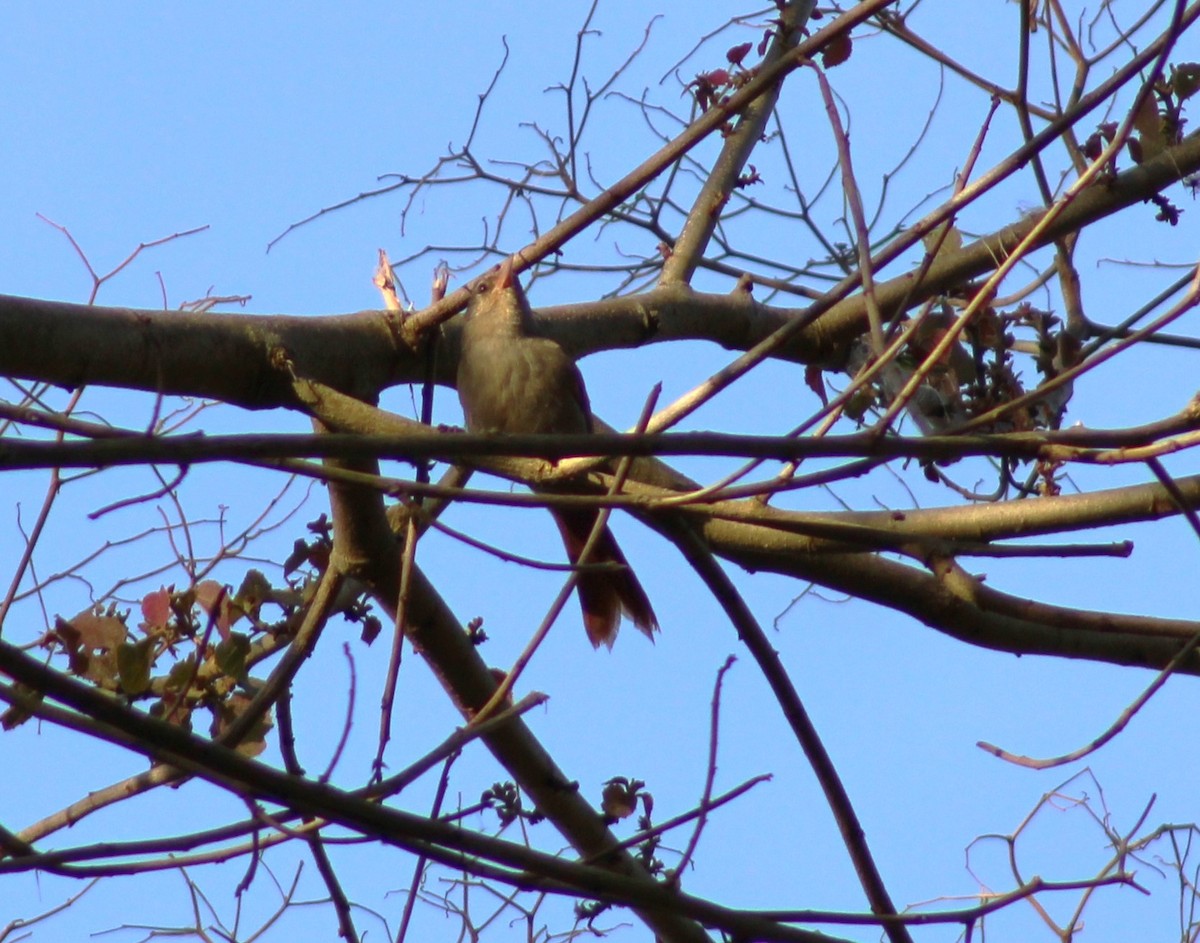 Crested Spinetail - ML617010523