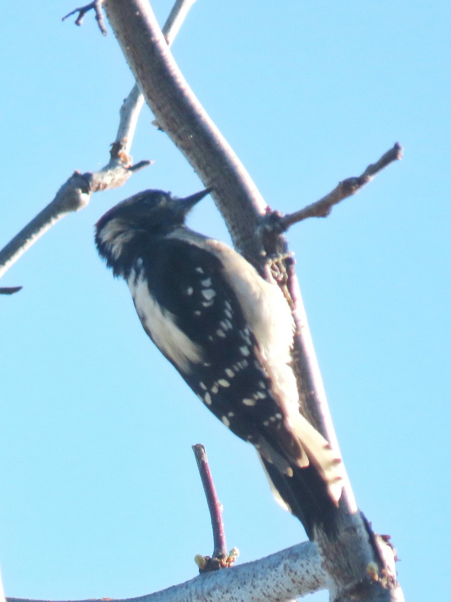 Downy Woodpecker - ML617010528