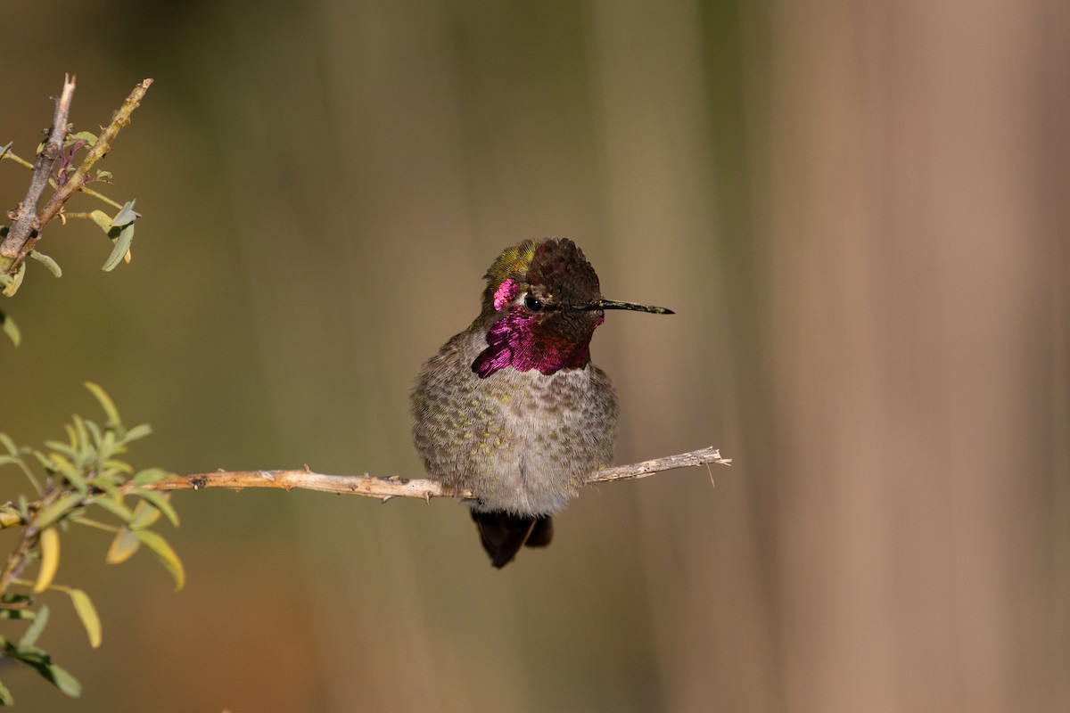 Anna's Hummingbird - ML617010532