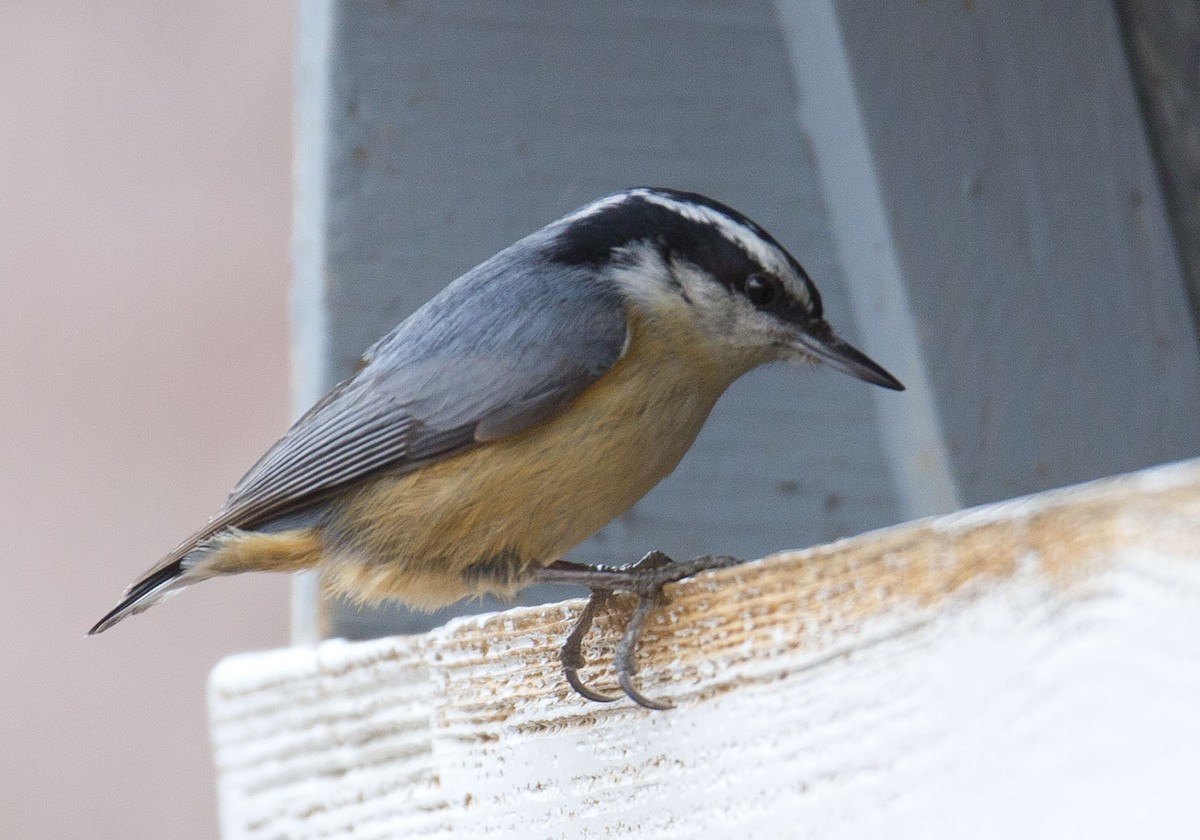 Red-breasted Nuthatch - ML617010550