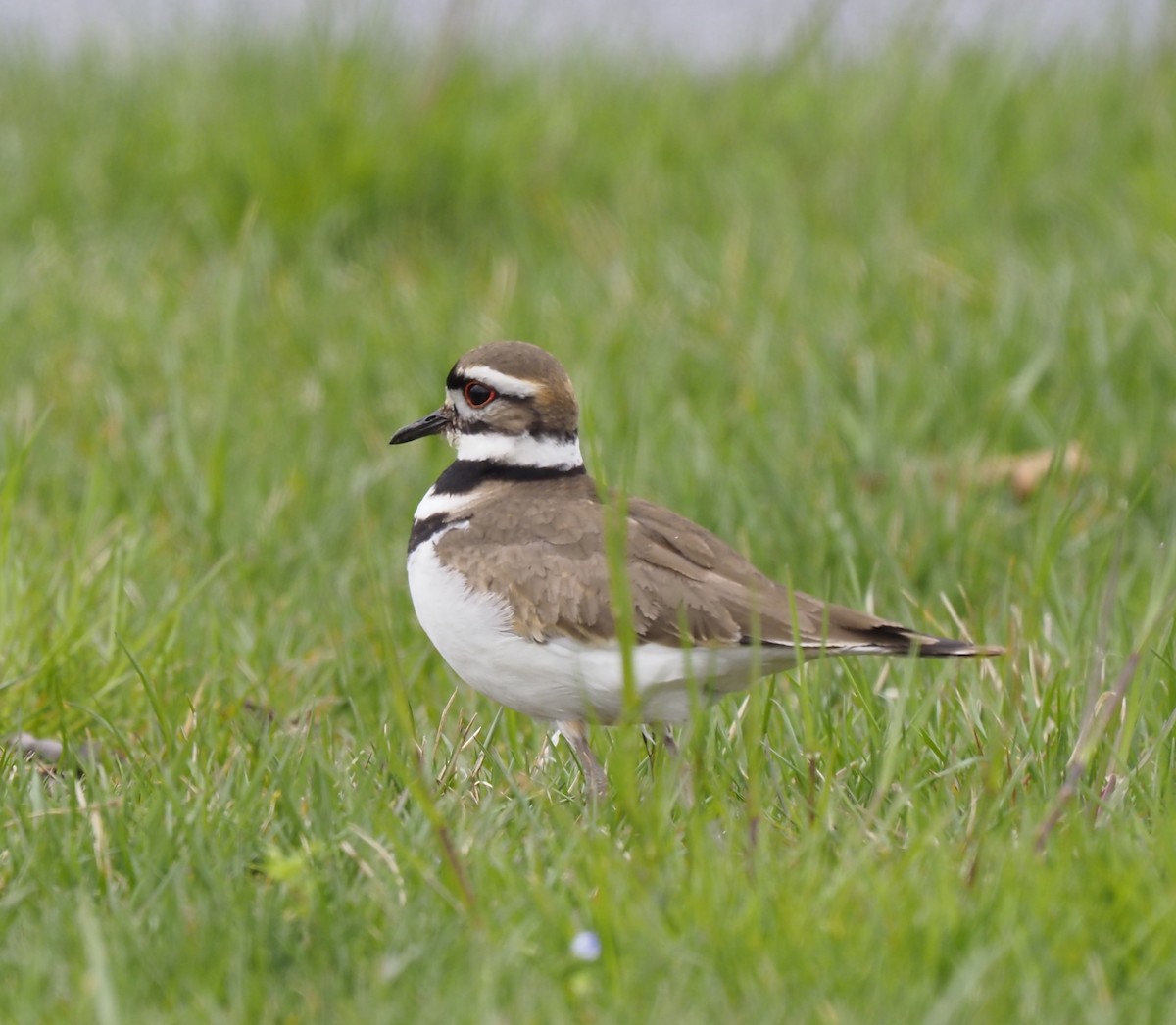 Pennsylvania Bird Atlas Checklist - 5 Apr 2024 - Conewago Recreational ...