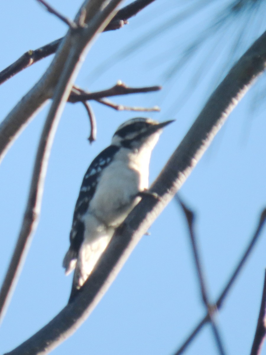 Downy Woodpecker - ML617010774
