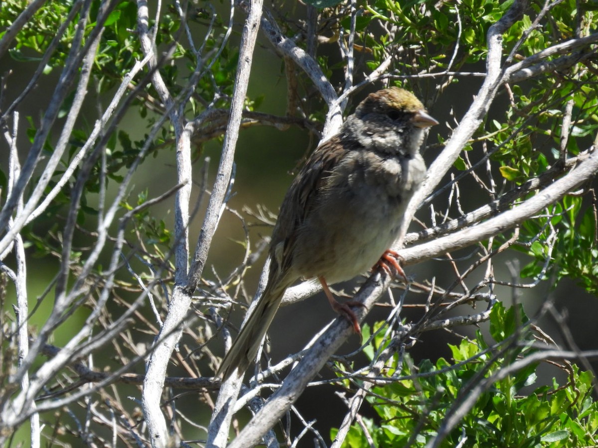 Golden-crowned Sparrow - ML617010831
