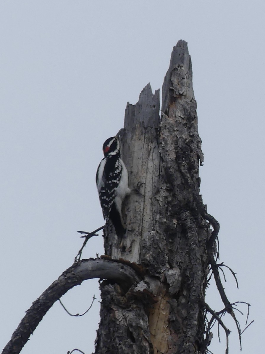 Hairy Woodpecker - ML617010849