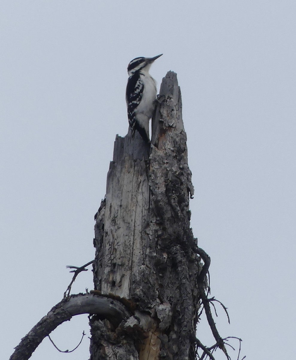 Hairy Woodpecker - T A