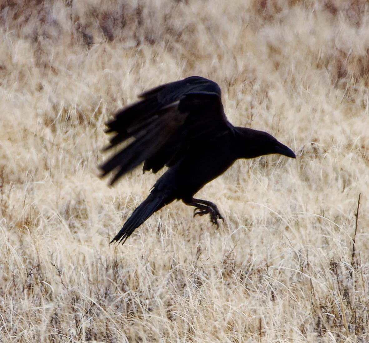 Common Raven - ML617010866