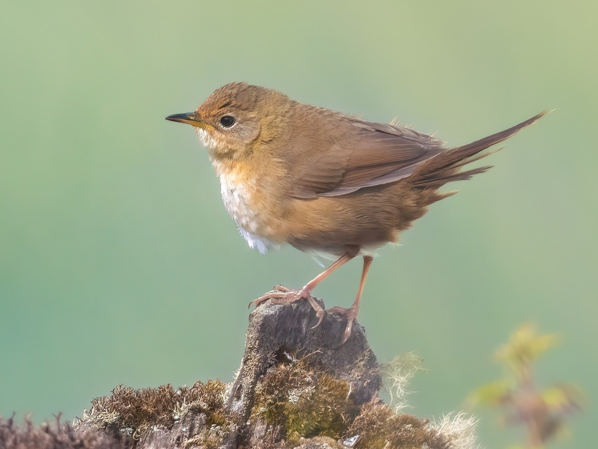 Brown Bush Warbler - Locustella luteoventris - Birds of the World