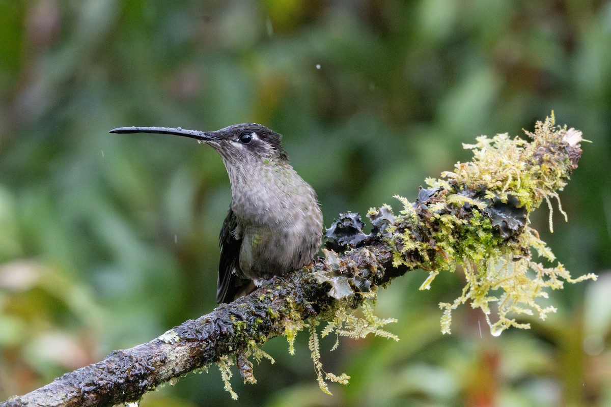 Talamanca Hummingbird - ML617010950