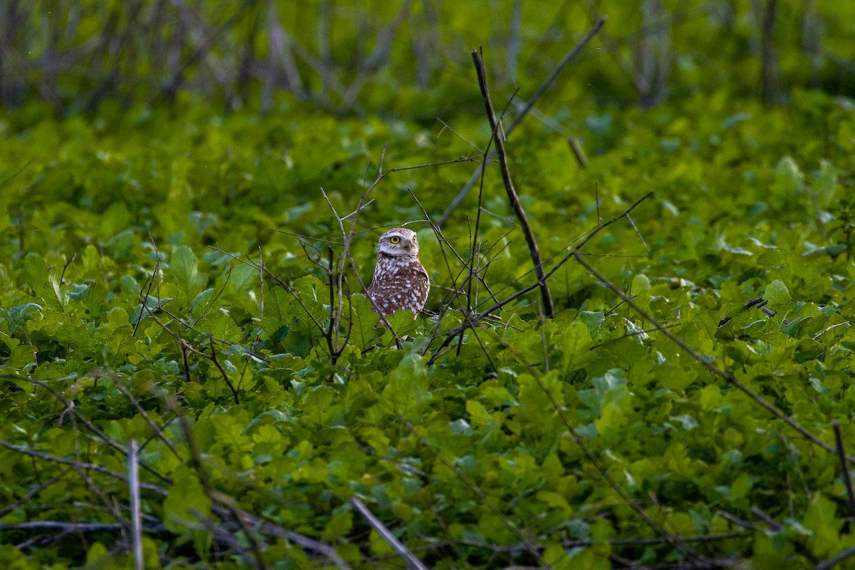 Burrowing Owl - ML617011075