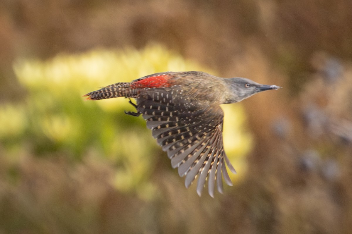 Ground Woodpecker - Greg Schrader