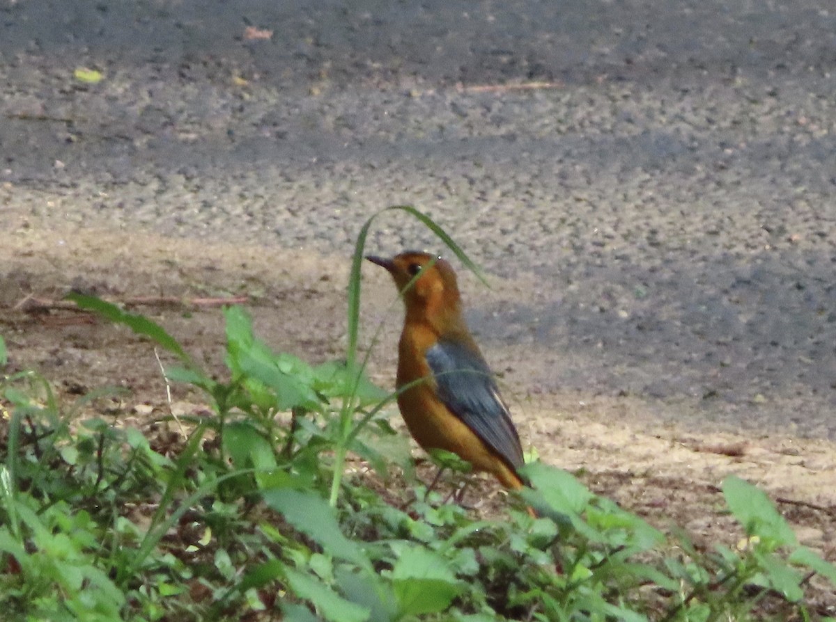 Red-capped Robin-Chat - ML617011100