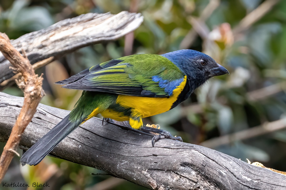 Black-chested Mountain Tanager - ML617011158