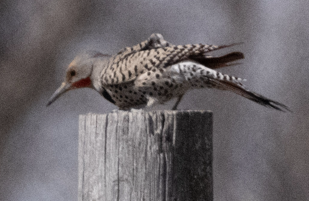 Northern Flicker (Red-shafted) - ML617011196