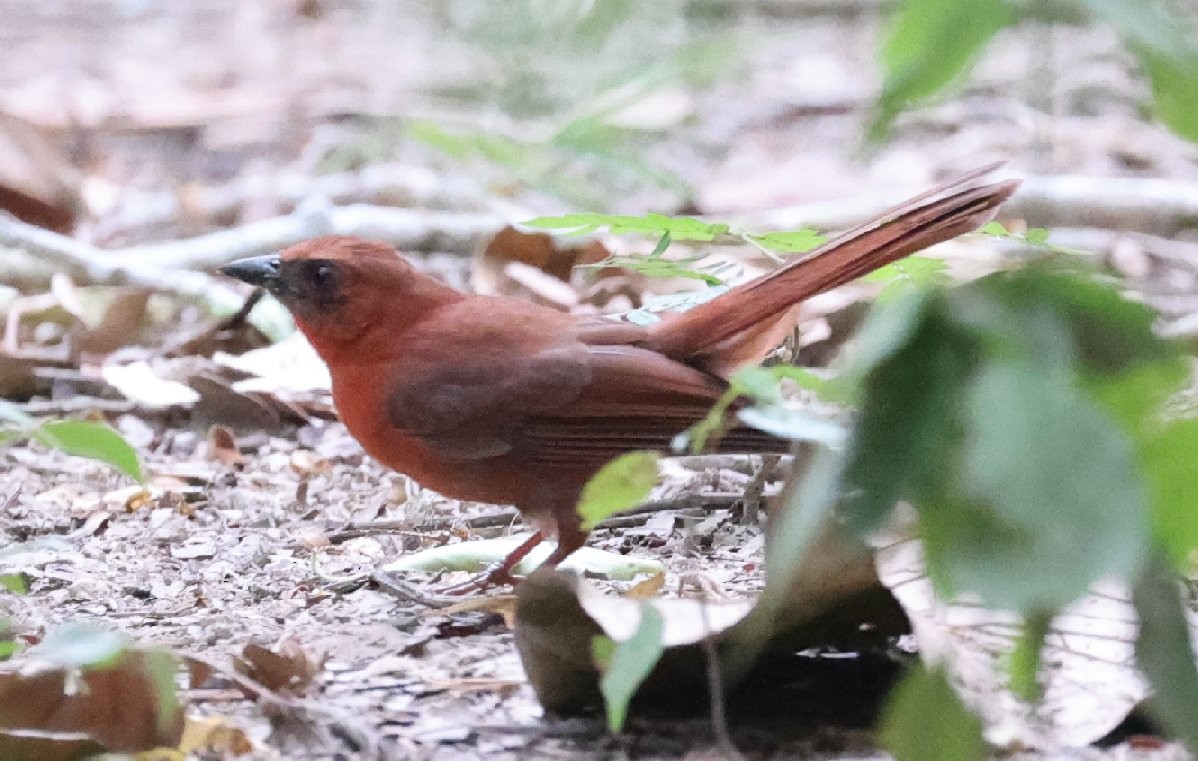 Red-throated Ant-Tanager (Salvin's) - ML617011323