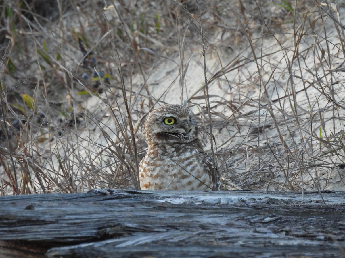Burrowing Owl - ML617011393