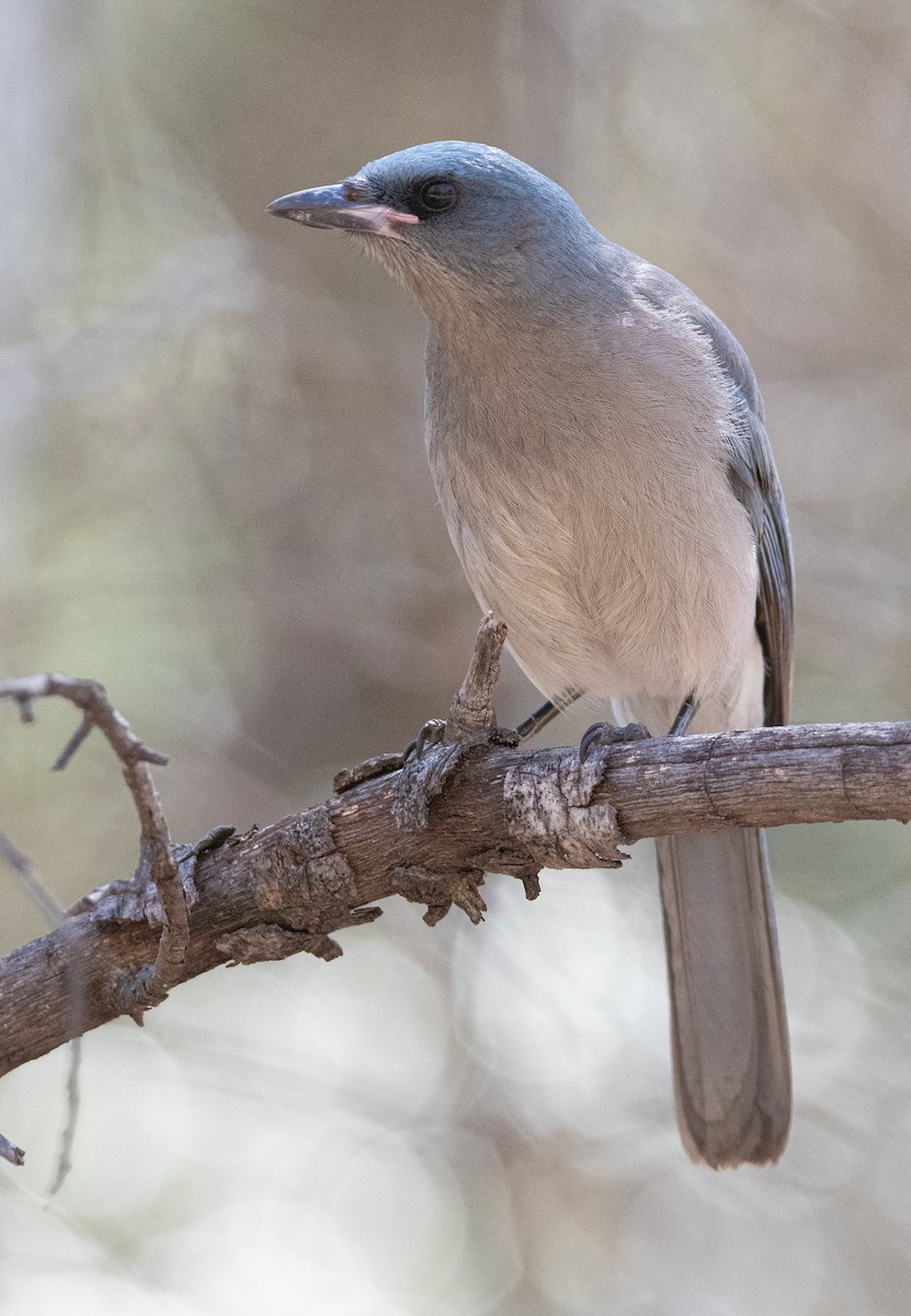 Mexican Jay - ML617011463