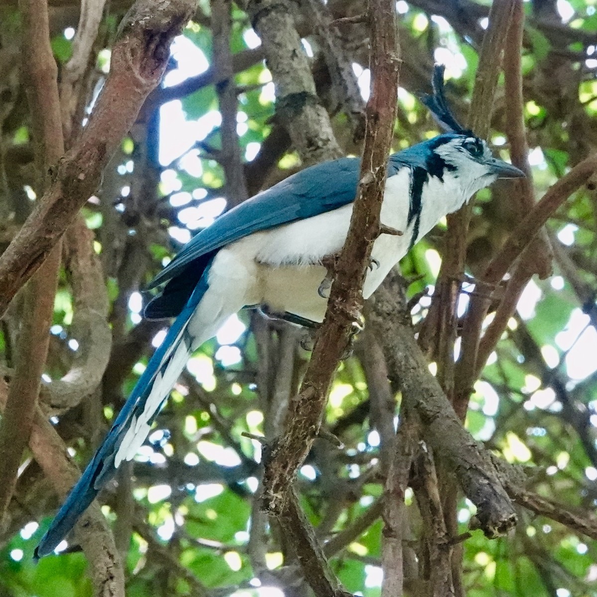 White-throated Magpie-Jay - ML617011487