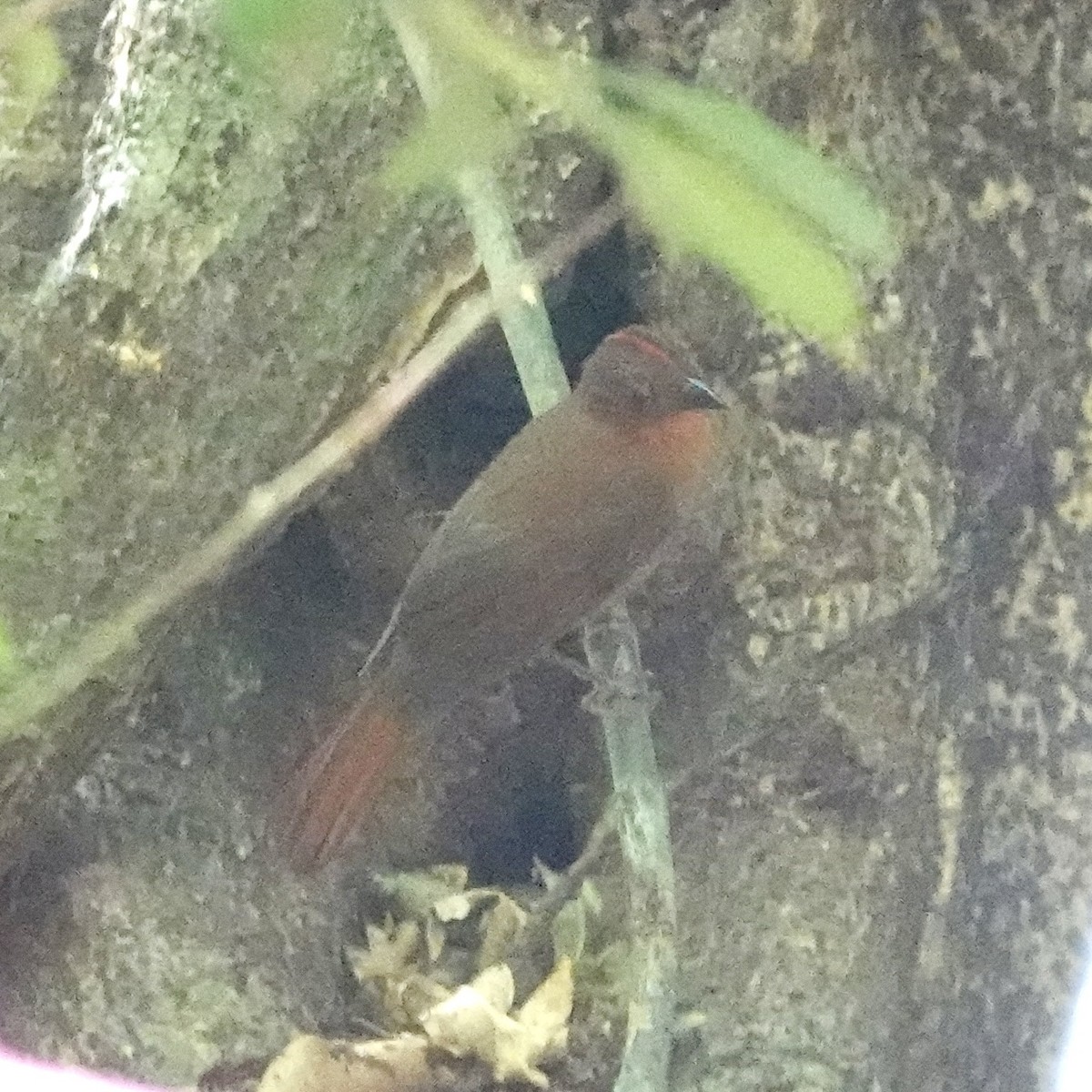 Red-crowned Ant-Tanager - ML617011526