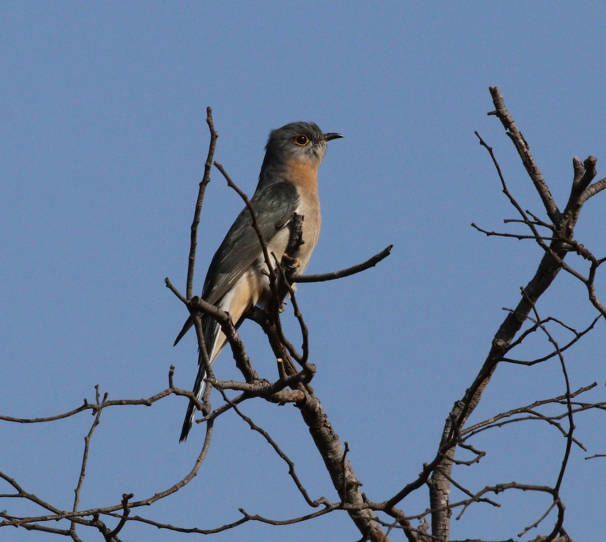 Fan-tailed Cuckoo - ML617011551