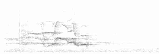 Белохвостый траурный какаду - ML617011579