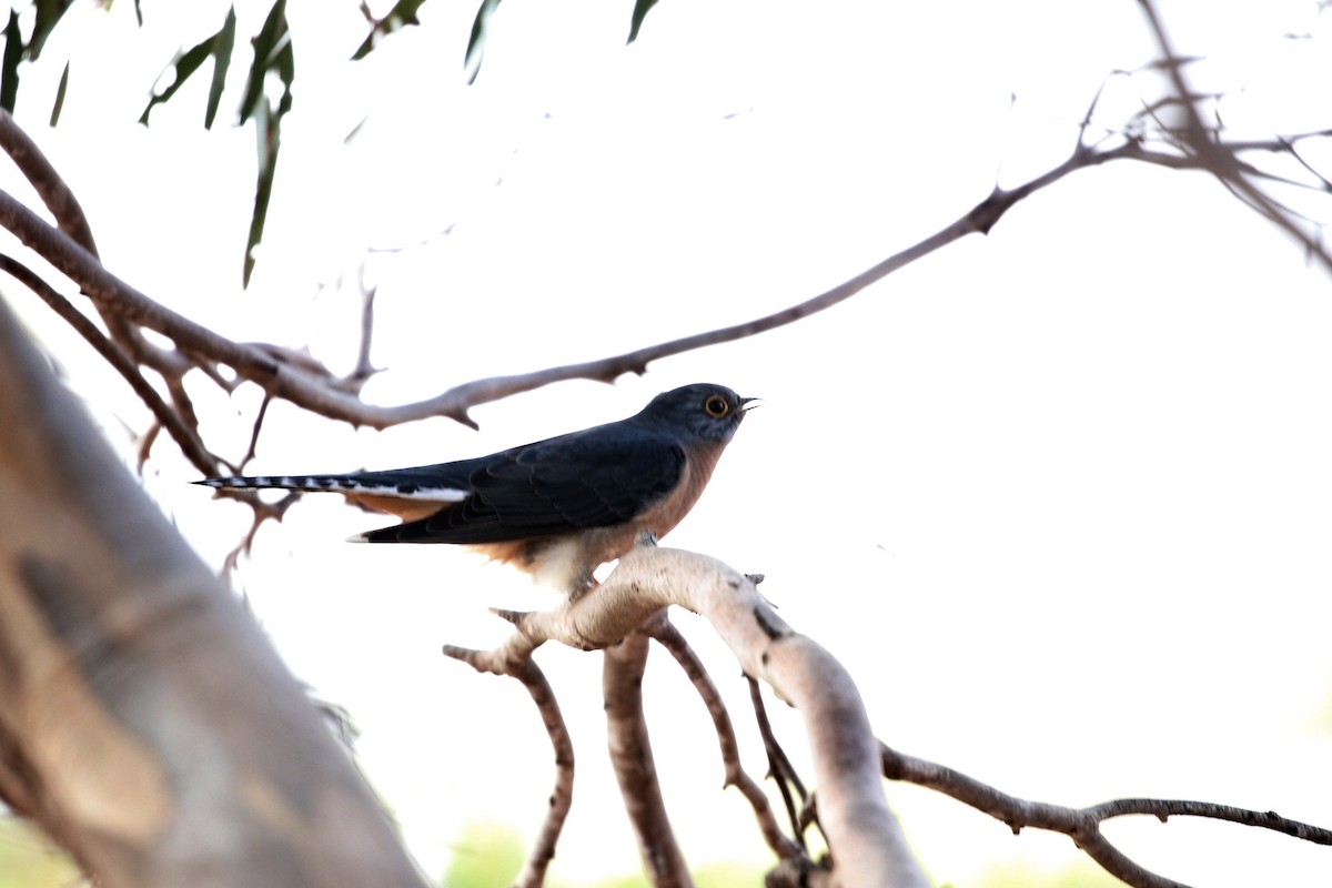 Fan-tailed Cuckoo - Edward Smith