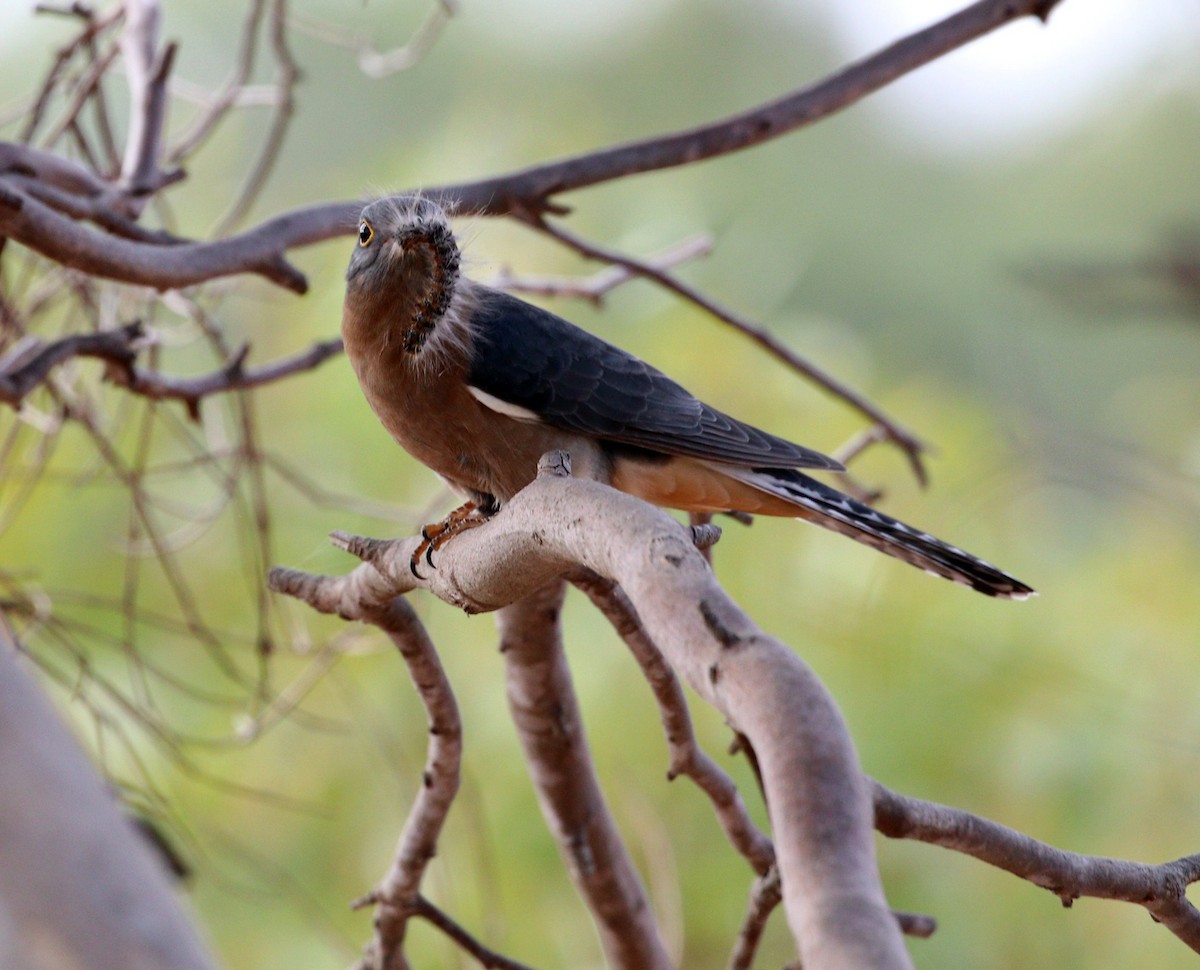 Fan-tailed Cuckoo - Edward Smith