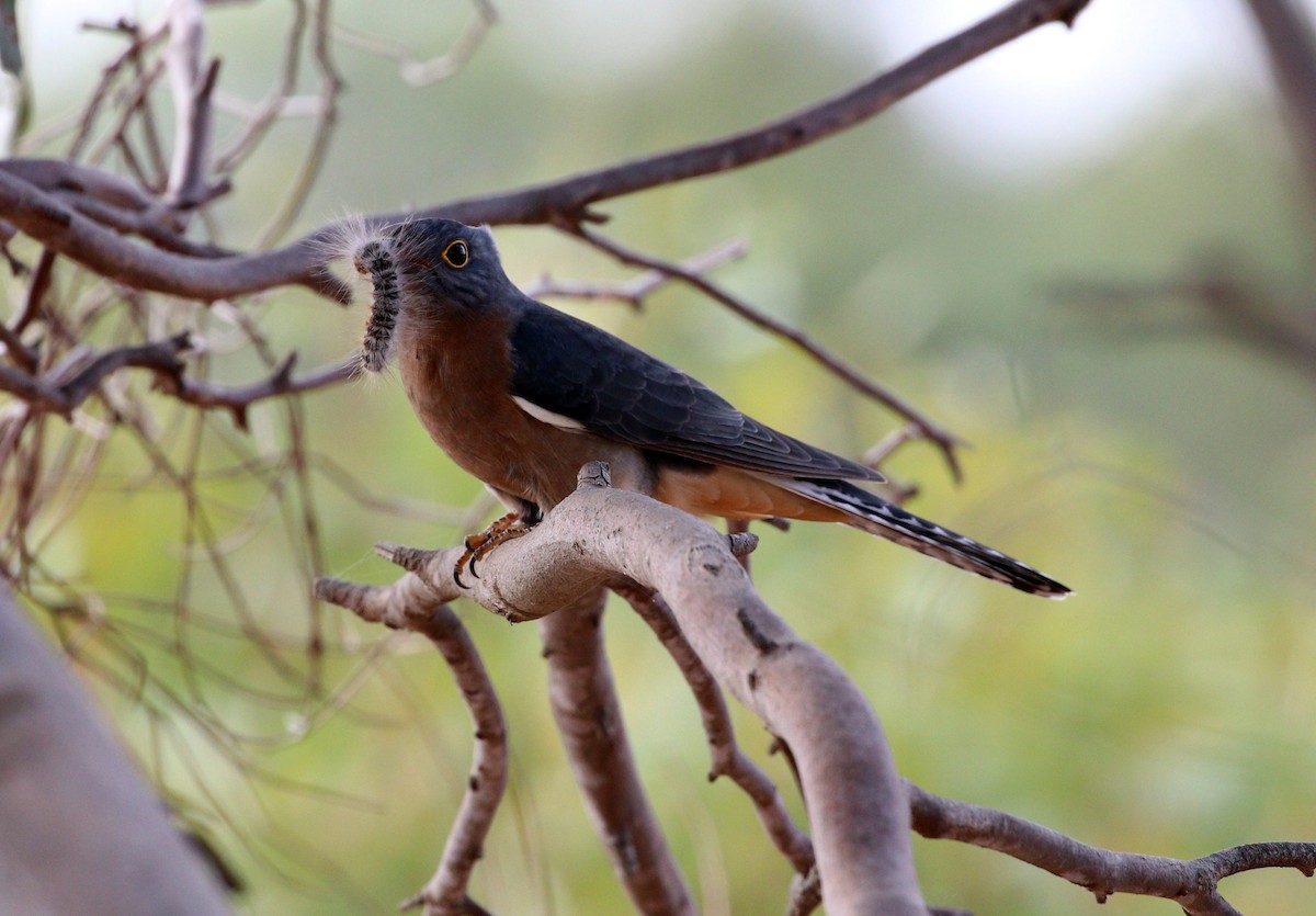 Fan-tailed Cuckoo - ML617011686