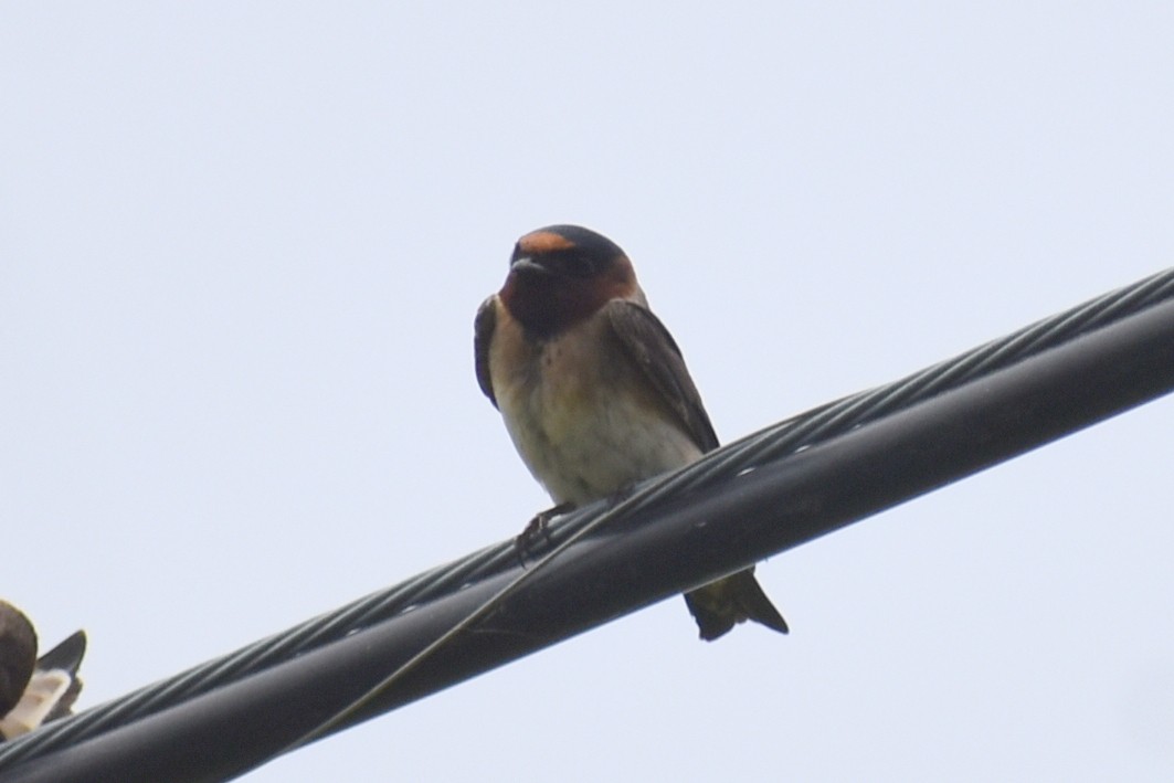 Cave Swallow - ML617011711