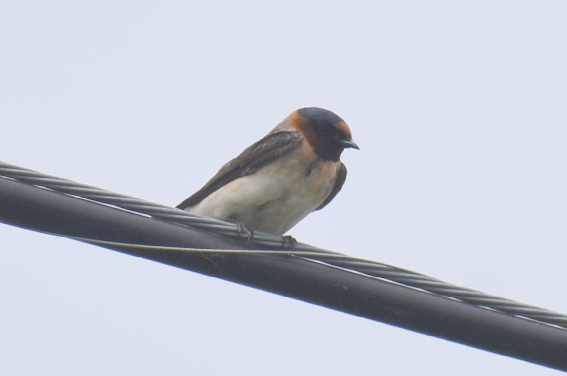 Cave Swallow - ML617011712