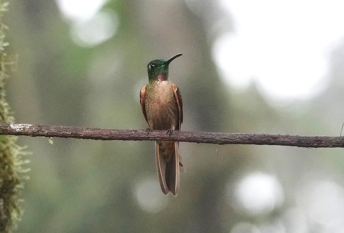 kolibřík hnědobřichý - ML617011783