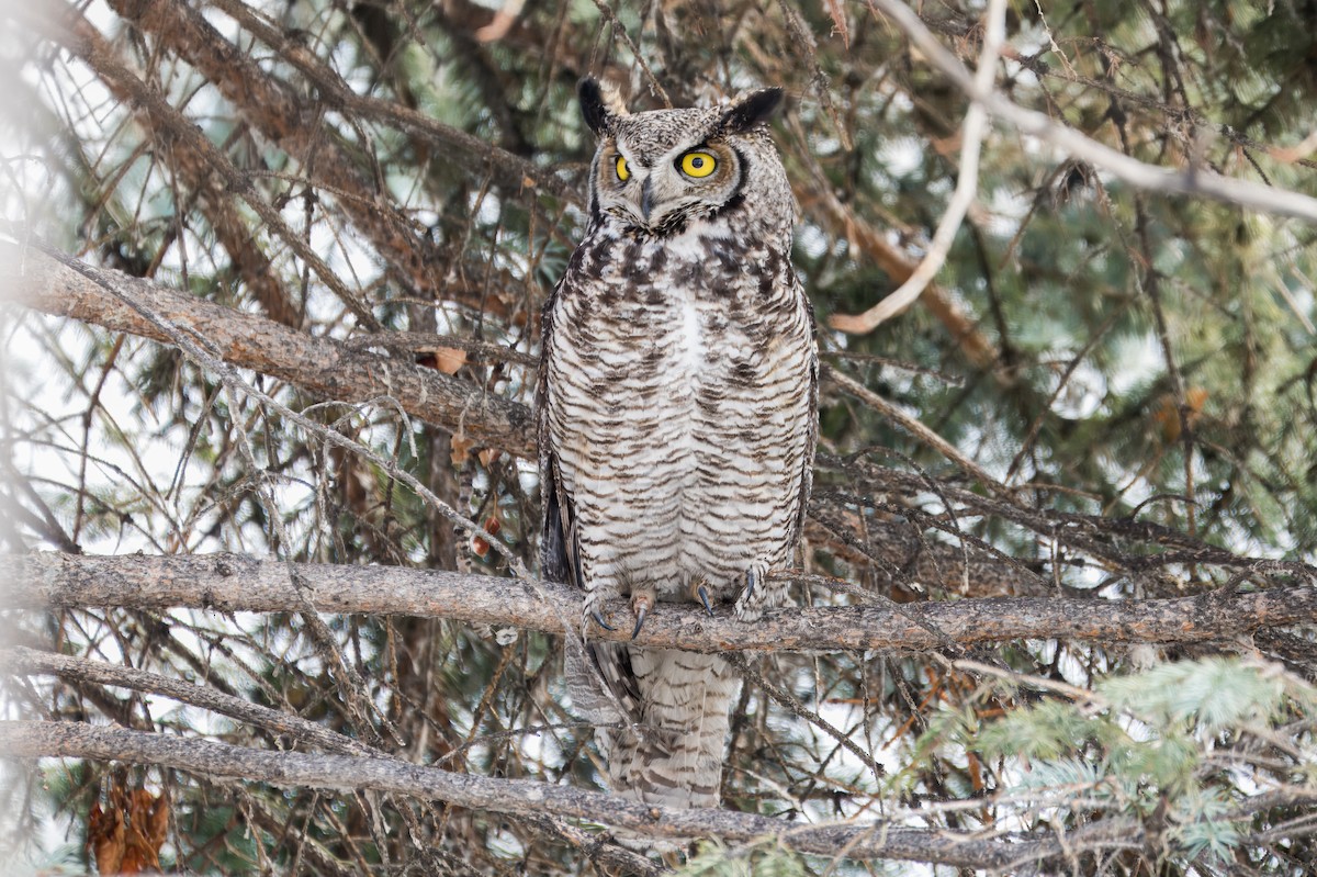 Great Horned Owl - ML617011836
