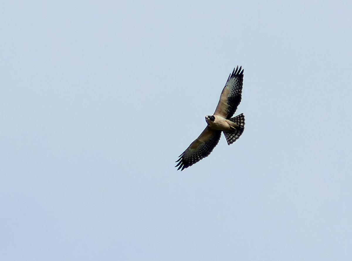 Short-tailed Hawk - ML617011911